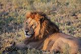 TANZANIA - Serengeti National Park - Leoni Lions - 64